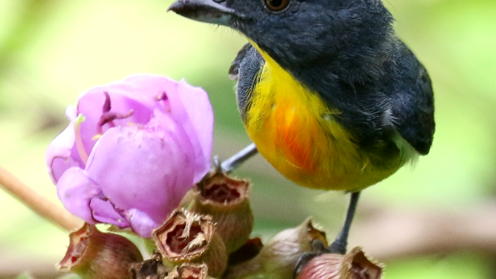 Yellow-rumped Flowerpecker