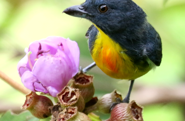Yellow-rumped Flowerpecker