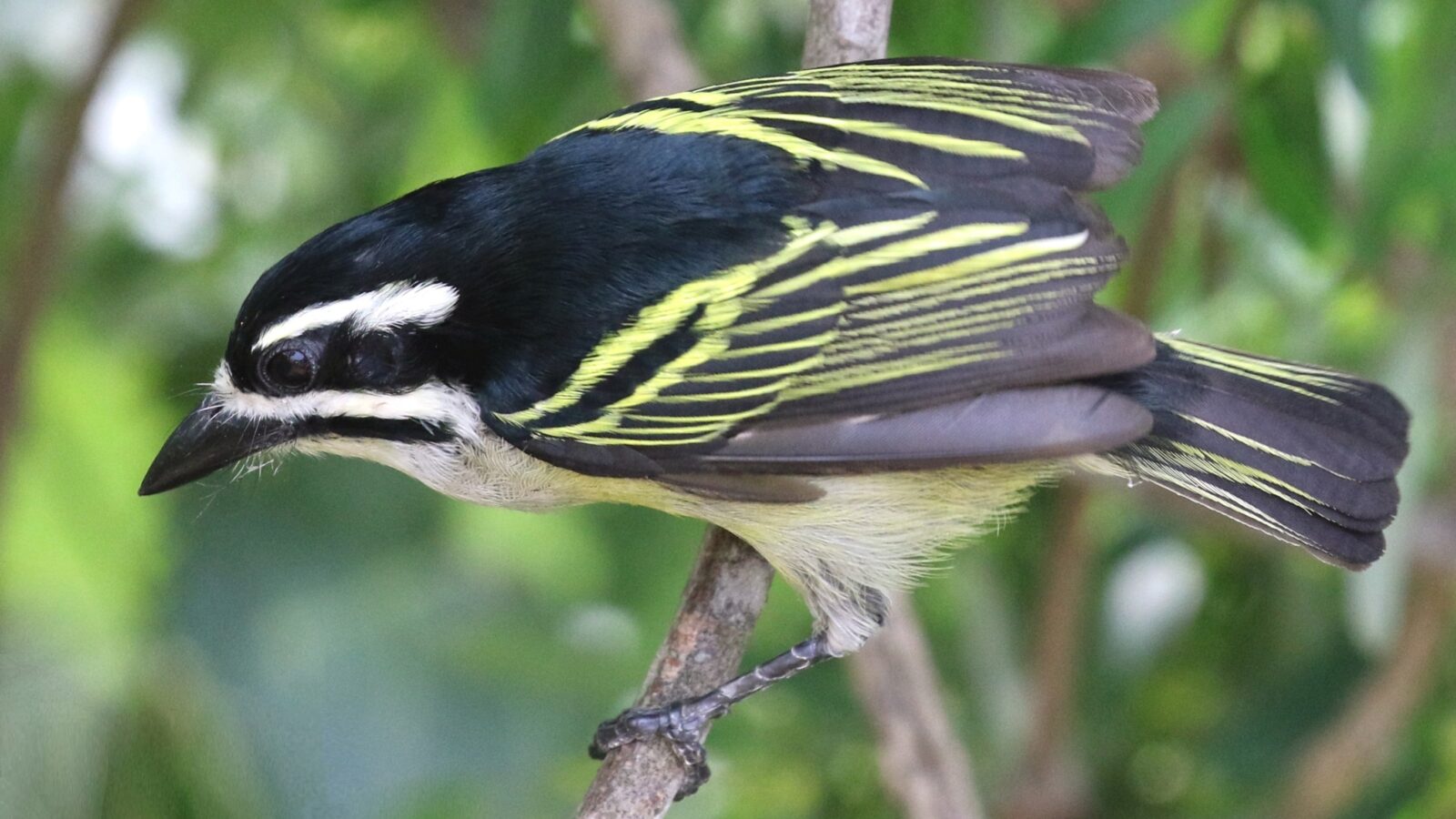 Yellow-rumped Tinkerbird
