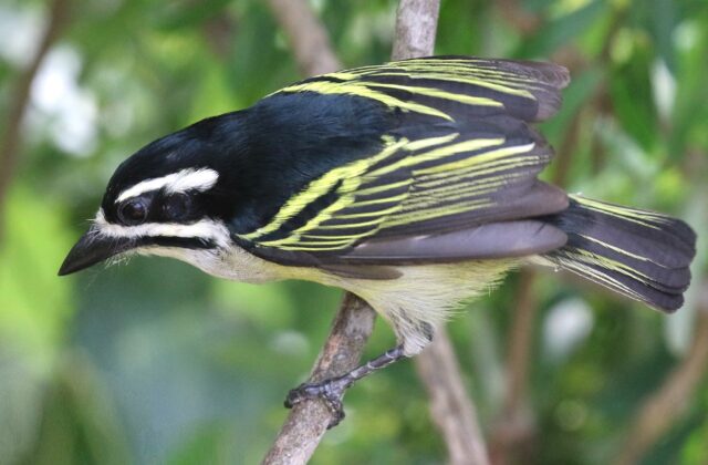 Yellow-rumped Tinkerbird