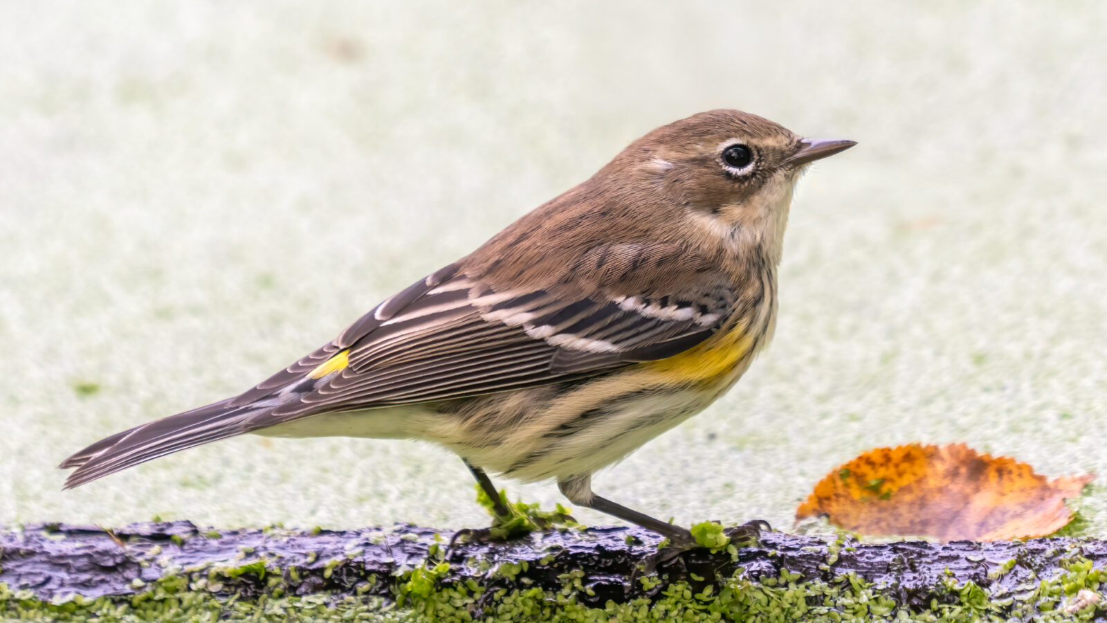 Myrtle Warbler