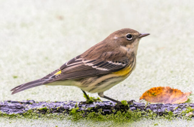 Myrtle Warbler