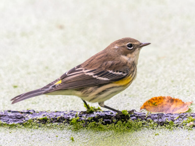 Myrtle Warbler