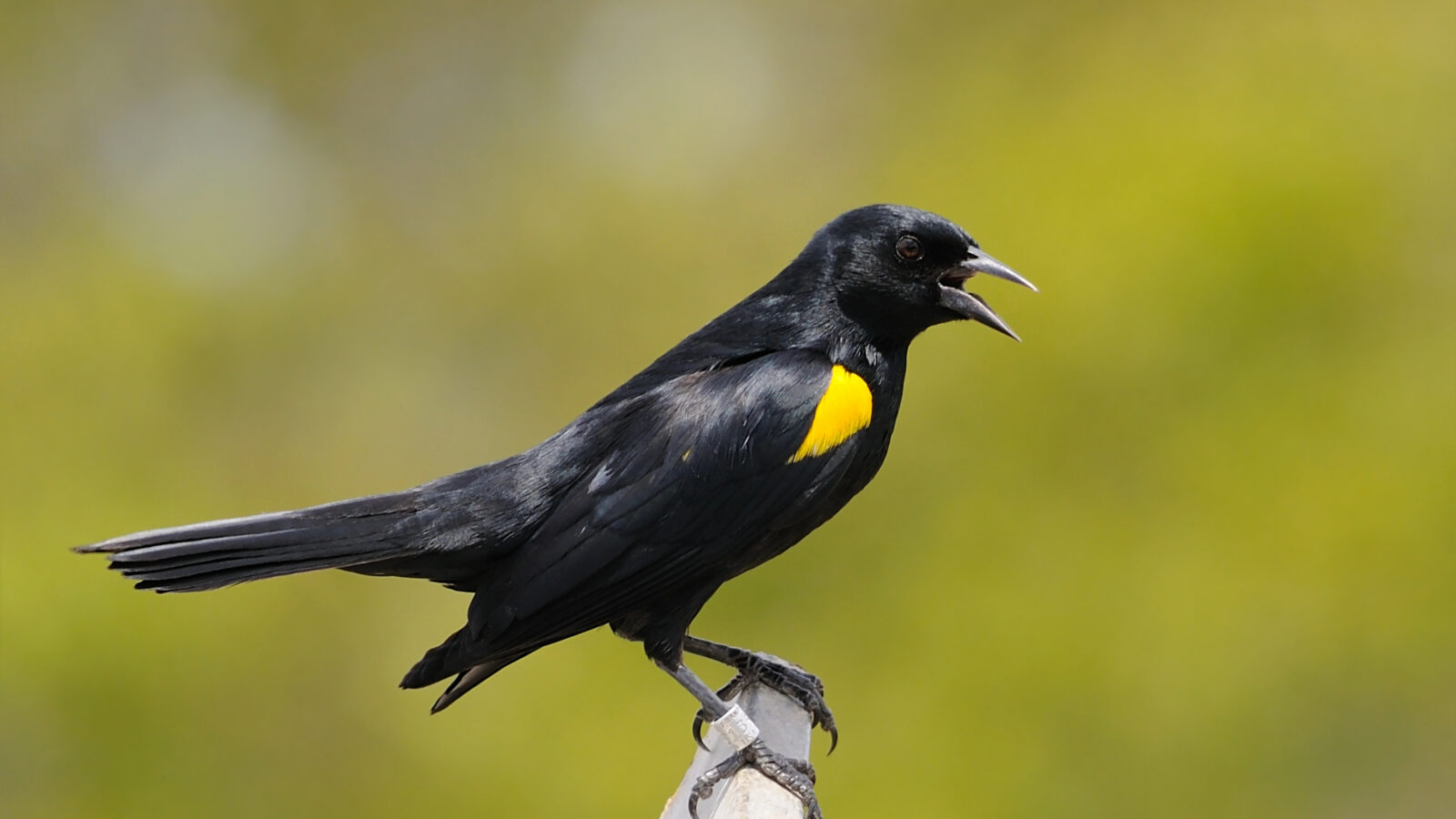 Yellow-shouldered Blackbird