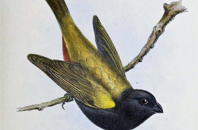 Yellow-shouldered Grassquit