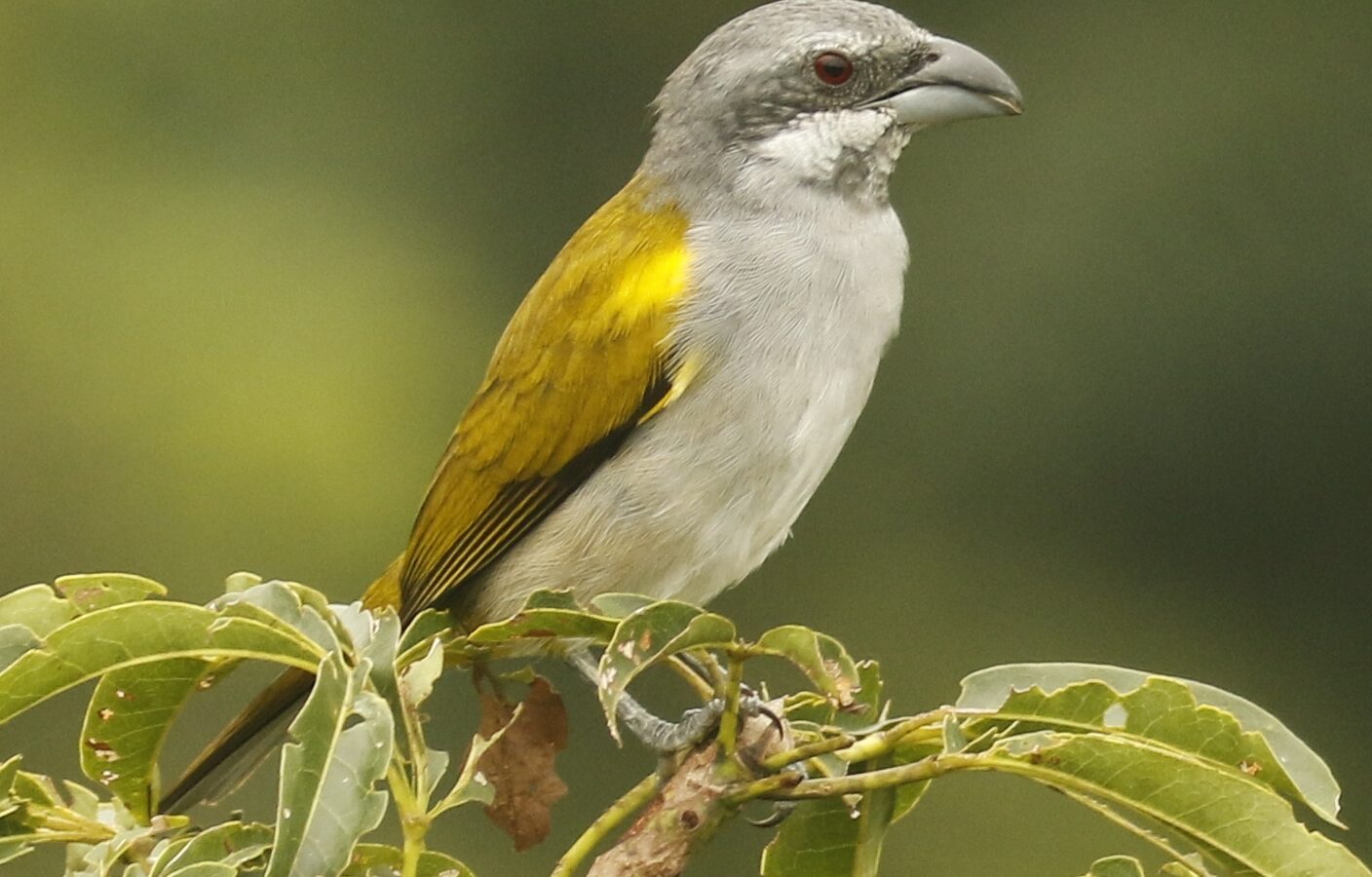 Yellow-shouldered Grosbeak