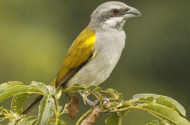 Yellow-shouldered Grosbeak