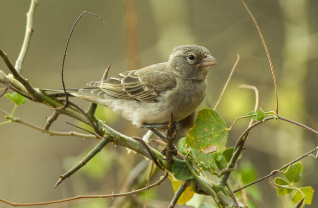 Yellow-spotted Bush Sparrow