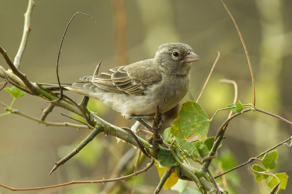 Yellow-spotted Bush Sparrow