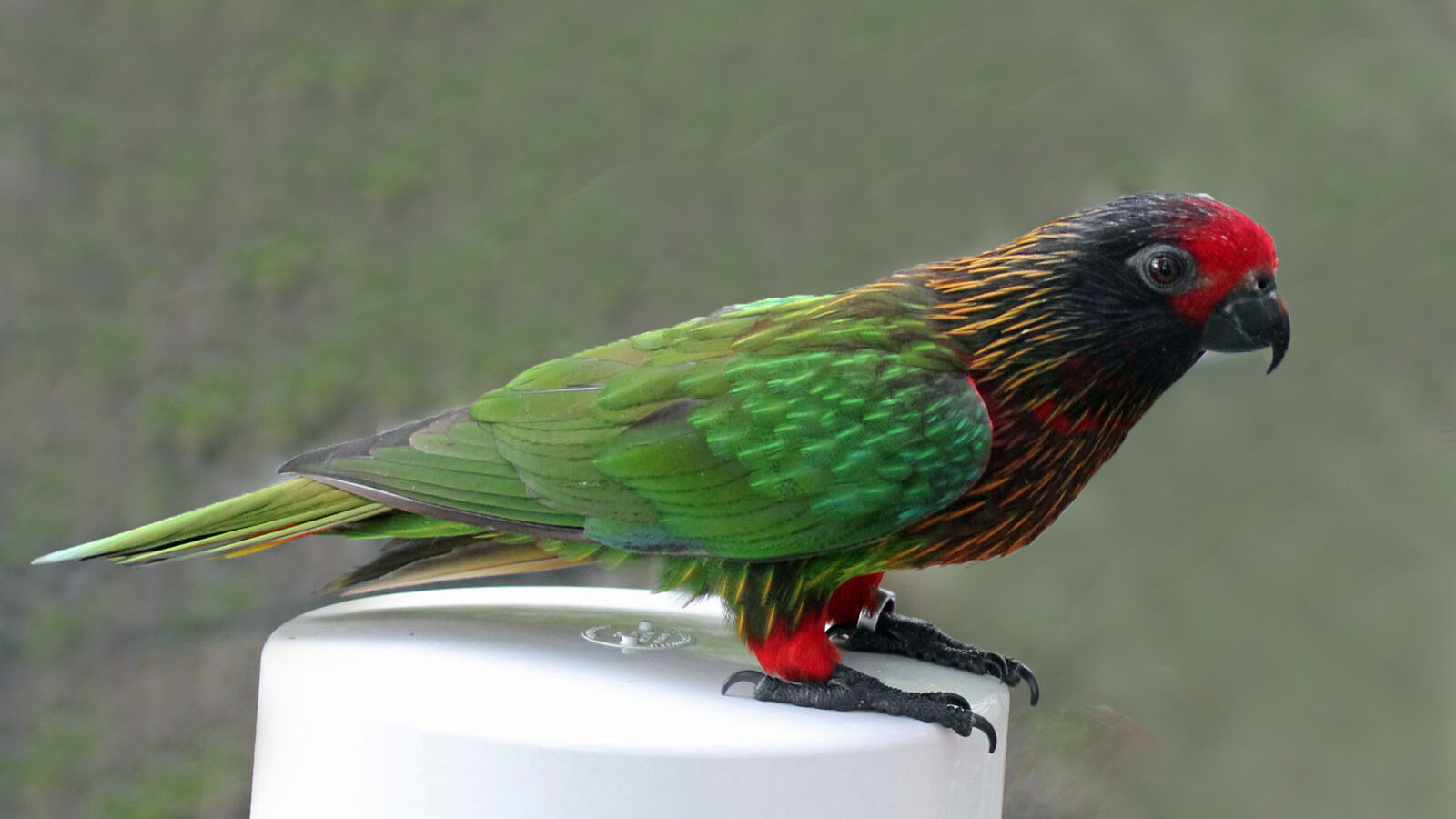 Yellow-streaked Lory