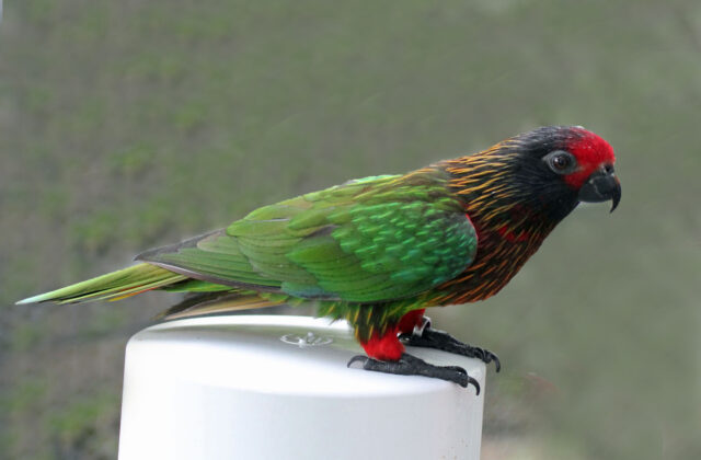 Yellow-streaked Lory