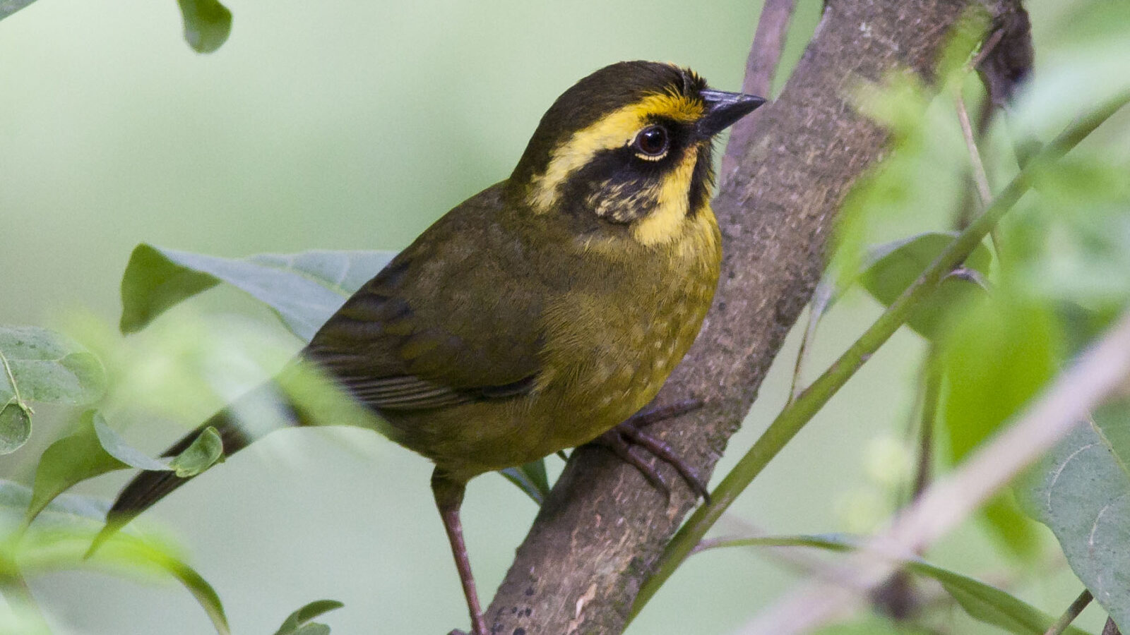 Yellow-striped Brushfinch