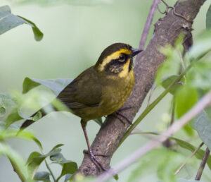 Yellow-striped Brushfinch