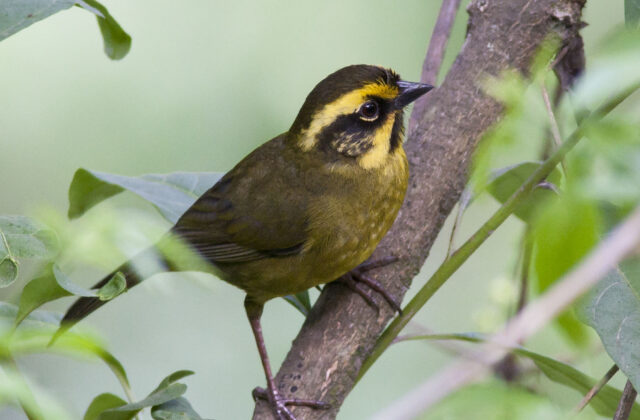 Yellow-striped Brushfinch