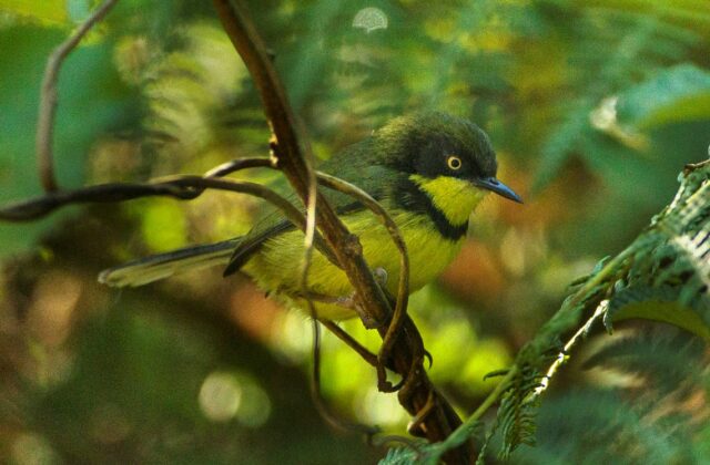 Yellow-throated Apalis