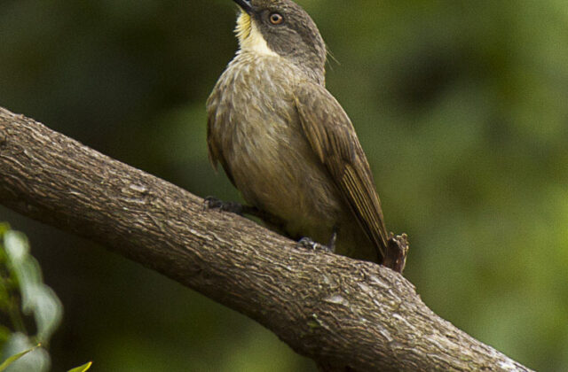 Yellow-throated Mountain Greenbul