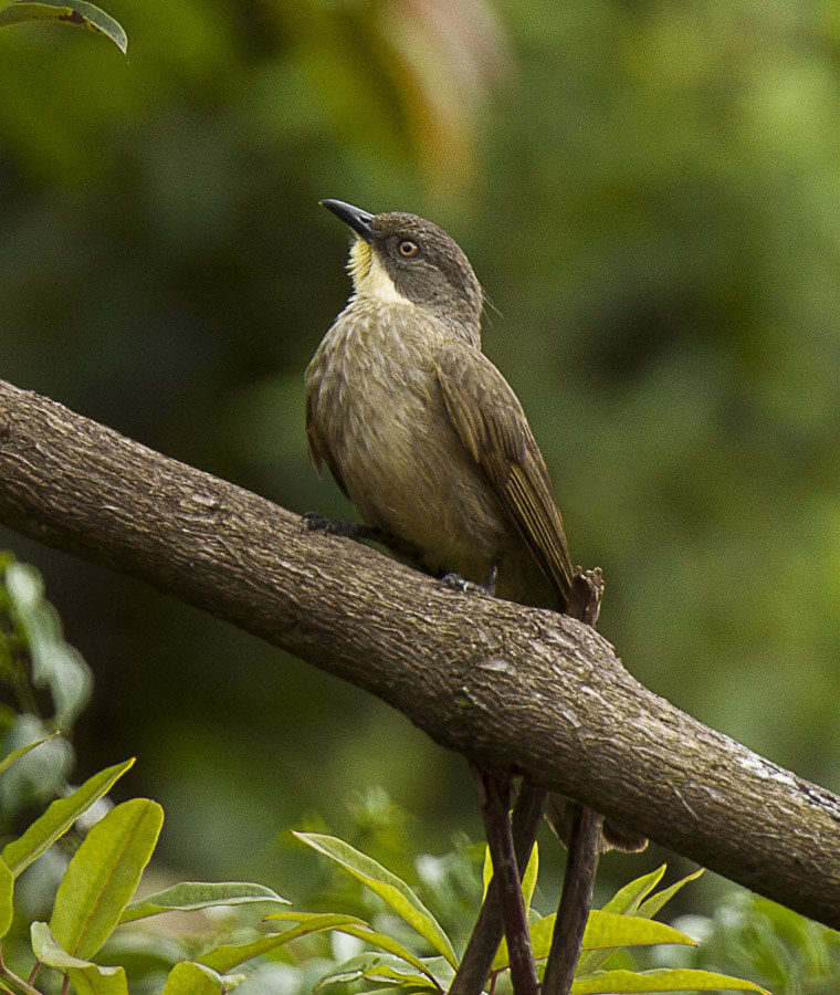 Yellow-throated Mountain Greenbul