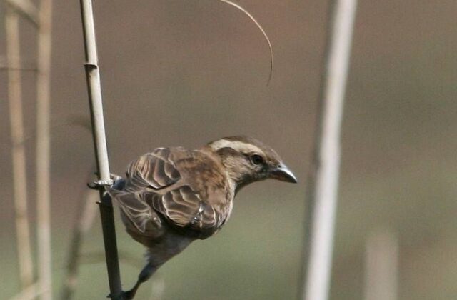 Yellow-throated Bush Sparrow