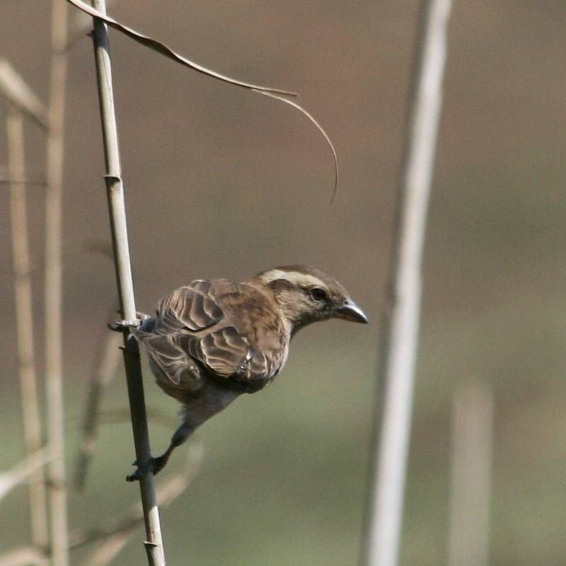 Yellow-throated Bush Sparrow