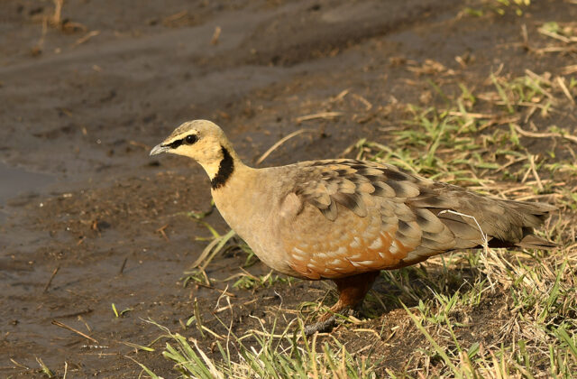 Yellow-throated Sandgrouse