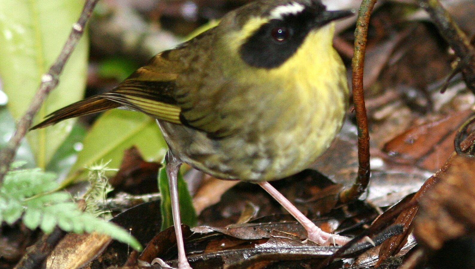 Yellow-throated Scrubwren