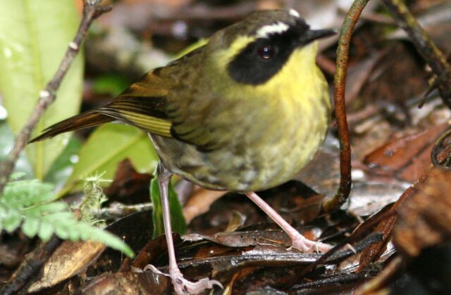 Yellow-throated Scrubwren