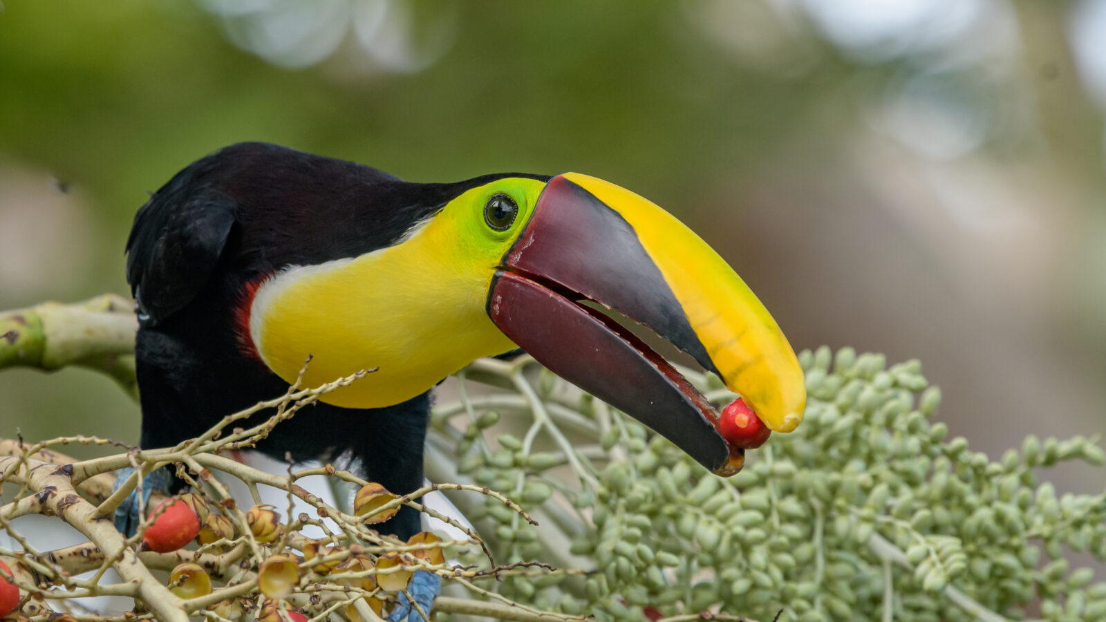 Yellow-throated Toucan