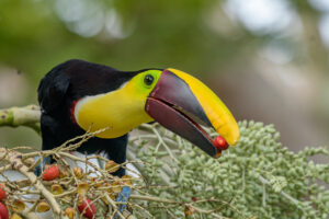 Yellow-throated Toucan