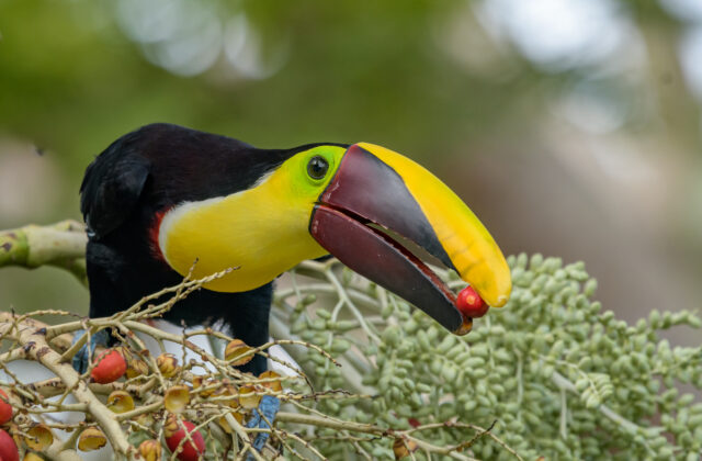 Yellow-throated Toucan