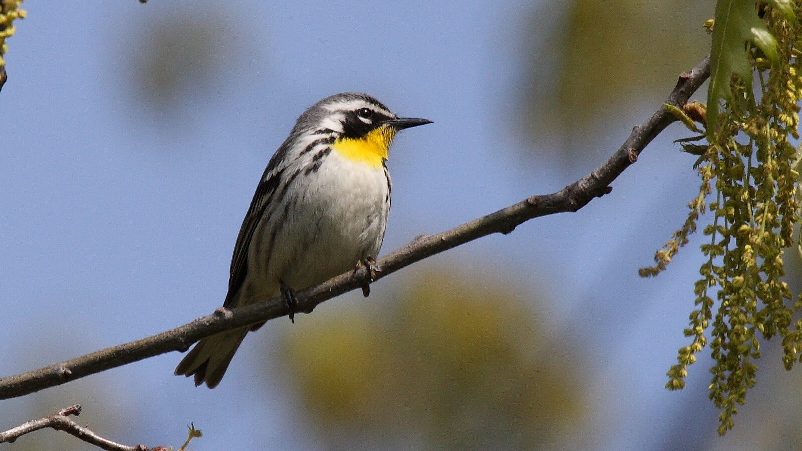 Yellow-throated Warbler