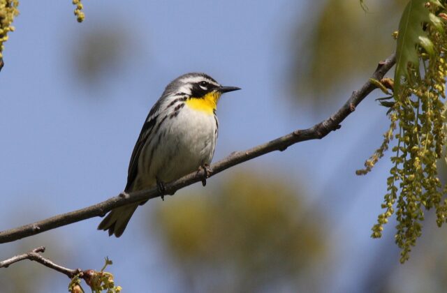 Yellow-throated Warbler