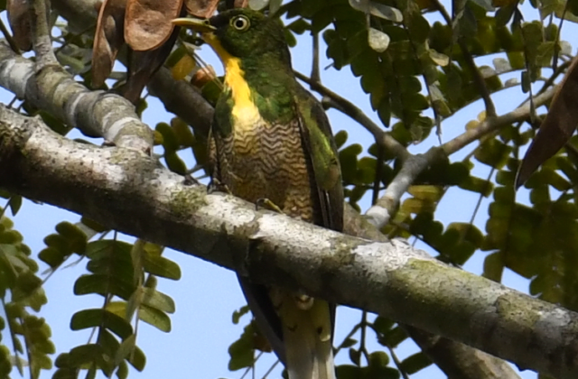 Yellow-throated Cuckoo