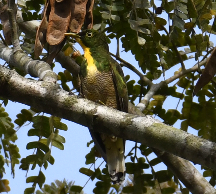 Yellow-throated Cuckoo