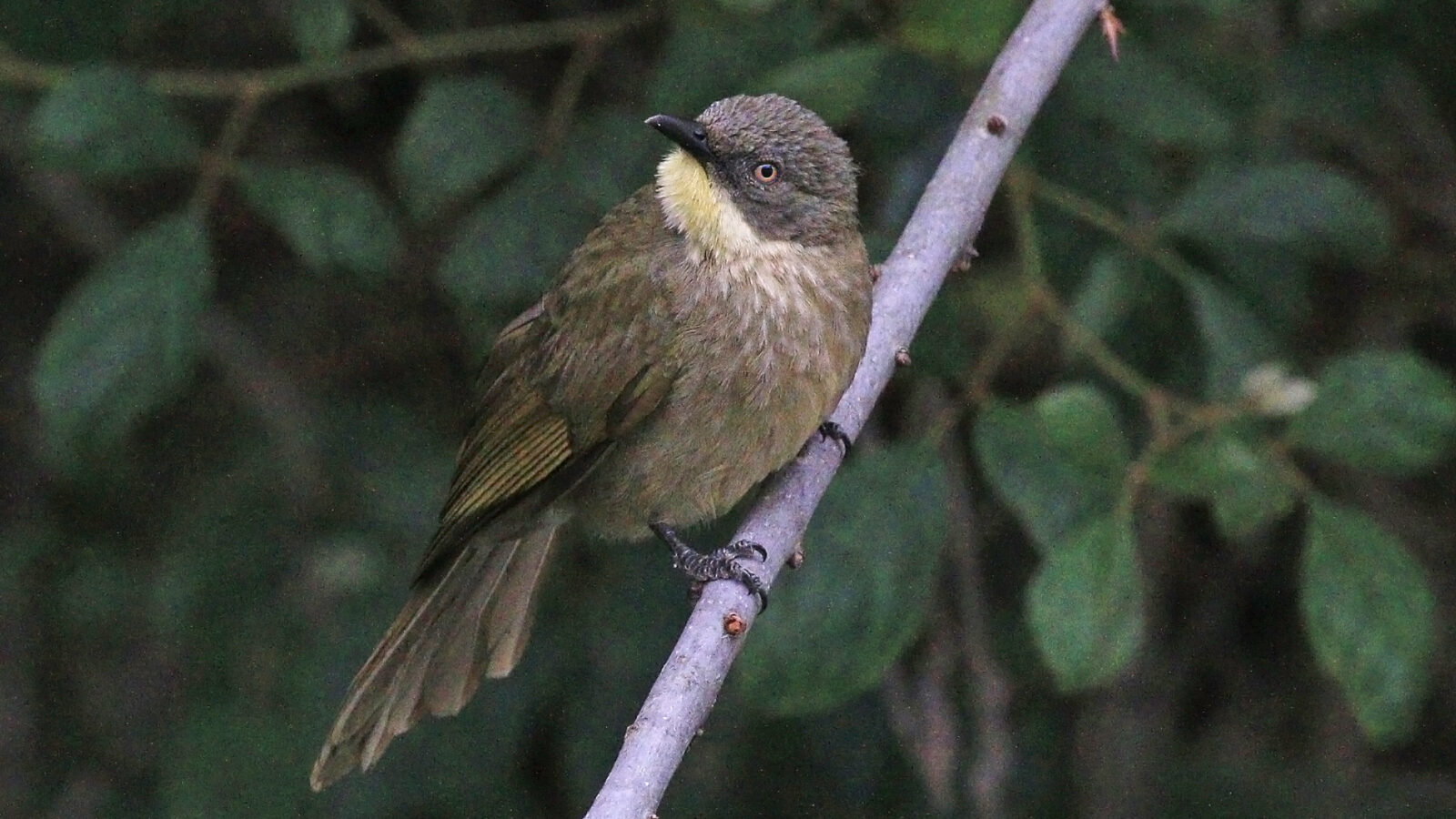 Yellow-gorgeted Greenbul