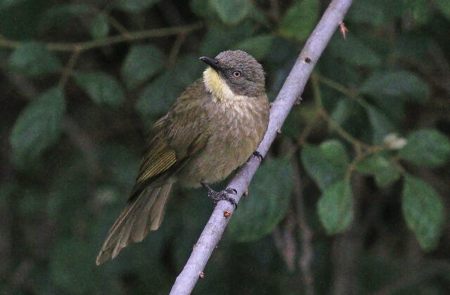 Yellow-gorgeted Greenbul
