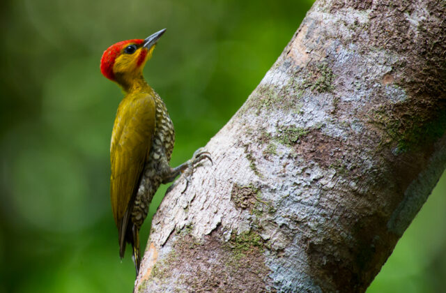 Yellow-throated Woodpecker