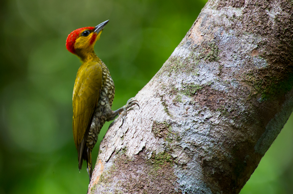 Yellow-throated Woodpecker