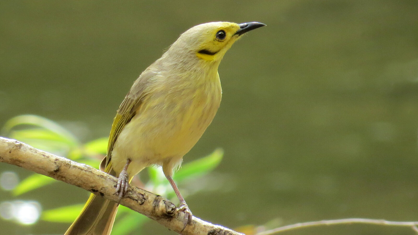 Yellow-tinted Honeyeater