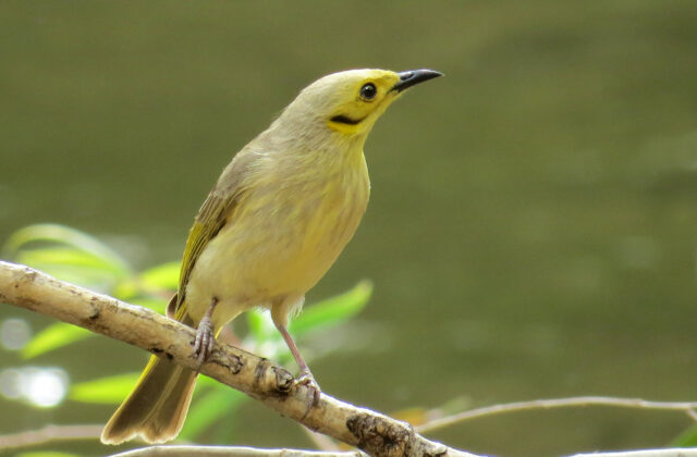 Yellow-tinted Honeyeater
