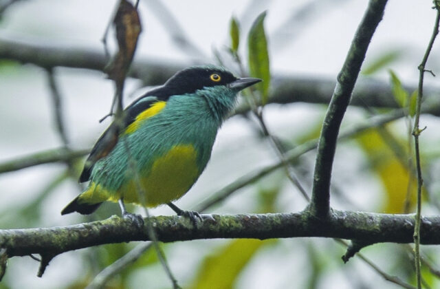 Yellow-tufted Dacnis