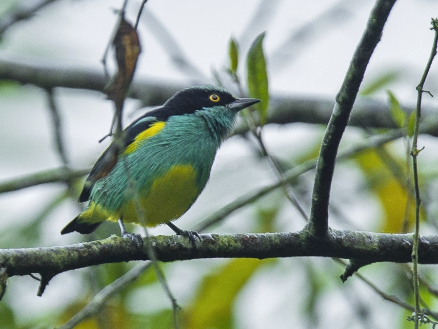Yellow-tufted Dacnis