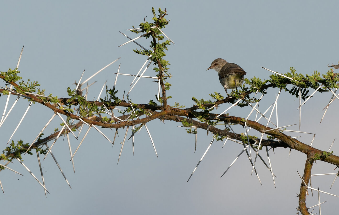 Yellow-vented Eremomela