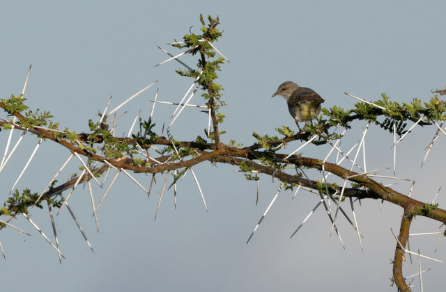 Yellow-vented Eremomela