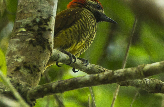 Yellow-vented Woodpecker