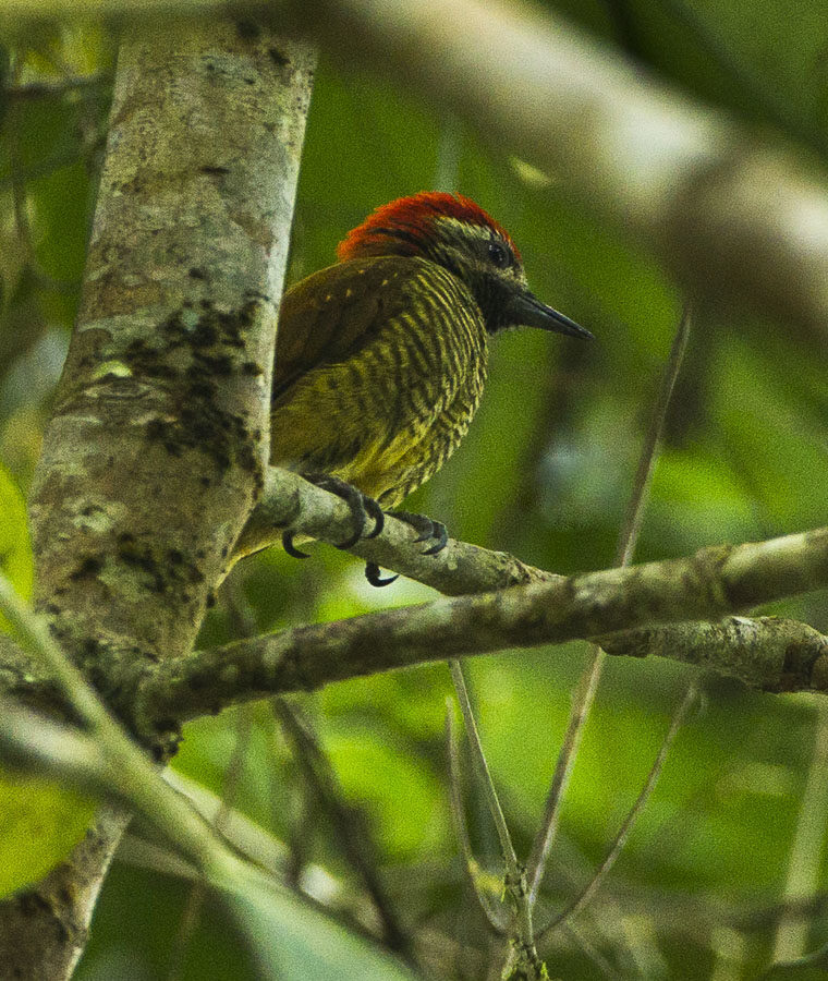Yellow-vented Woodpecker