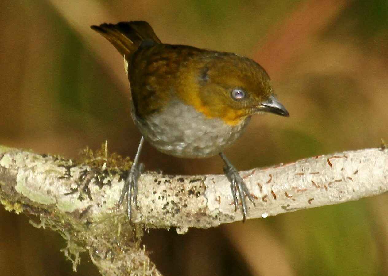 Yellow-whiskered Chlorospingus