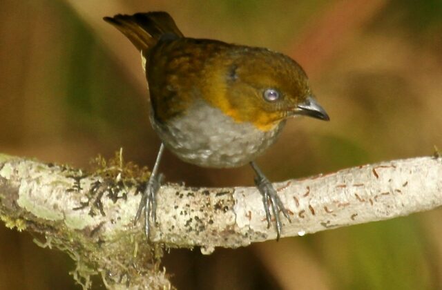 Yellow-whiskered Chlorospingus