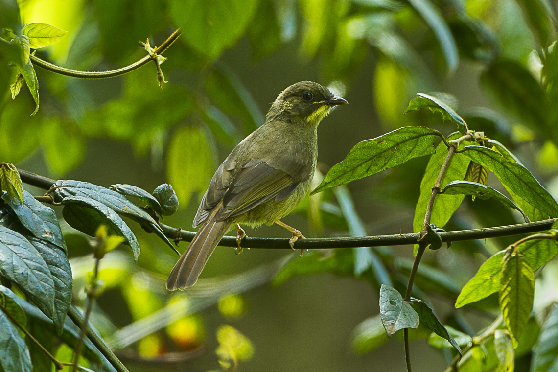Yellow-whiskered Greenbul