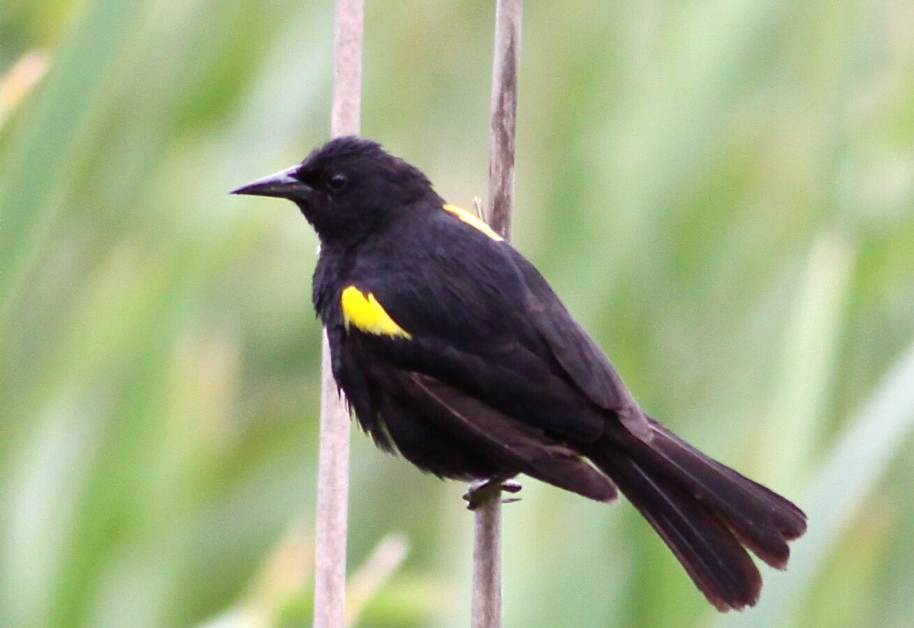 Yellow-winged Blackbird