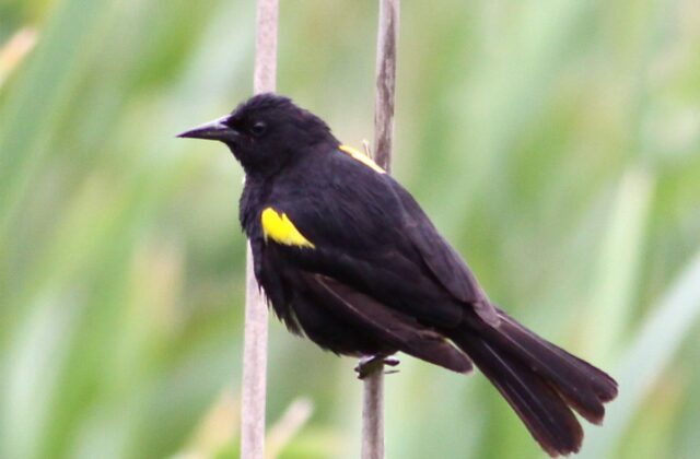 Yellow-winged Blackbird